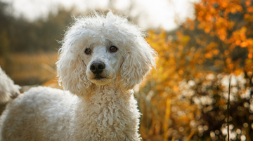 10 Reasons Poodles Make the Best Companions (and Style Icons)