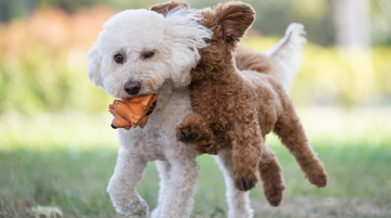 The Meaning Behind Our Most Popular Poodle T-Shirt Designs
