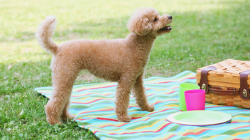 How to Care for Your Poodle Like a Pro (While Rocking a Poodle Tee)